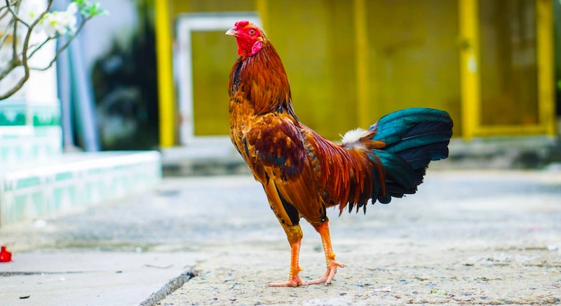 Khẩu phần ăn chuẩn – bí quyết cách nuôi gà chọi C1 sung lực và săn chắc